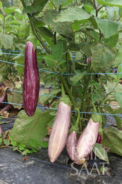 Baklažán BIO Tsakoniki cca 30 semien